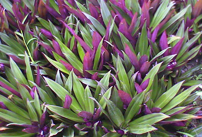 Flowers at the buriel site